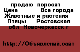 продаю  поросят  › Цена ­ 1 000 - Все города Животные и растения » Птицы   . Ростовская обл.,Новочеркасск г.